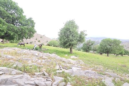 آگره بید  گنجینه‌ای از اصالت در دل طبیعیت زاگرس