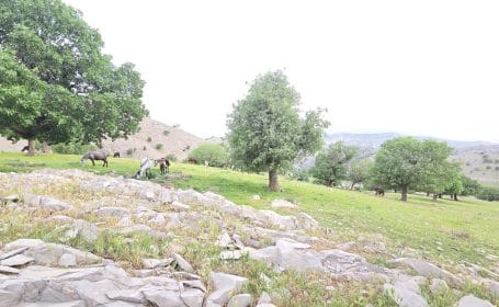 آگره بید  گنجینه‌ای از اصالت در دل طبیعیت زاگرس